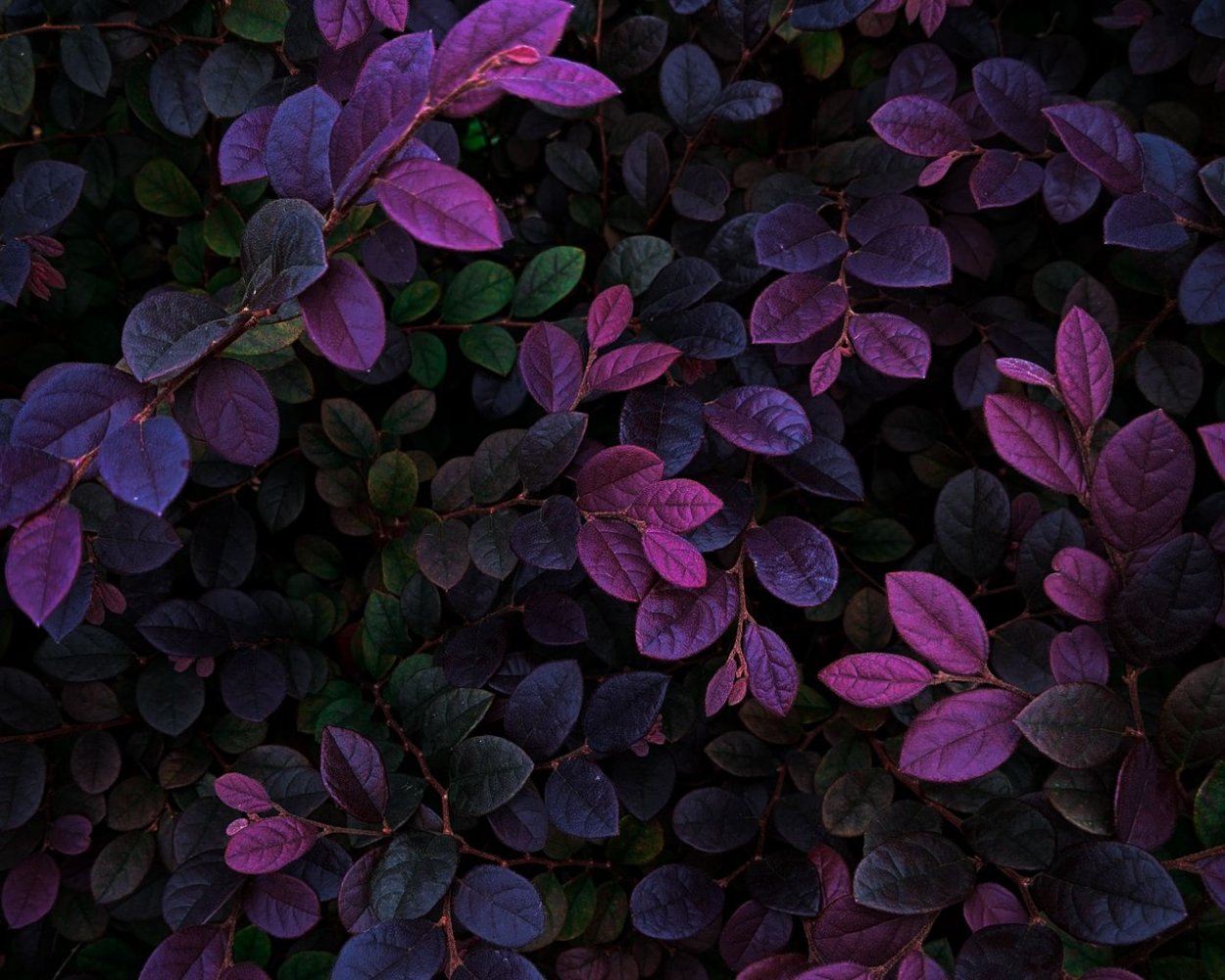 Розовое дерево сверху