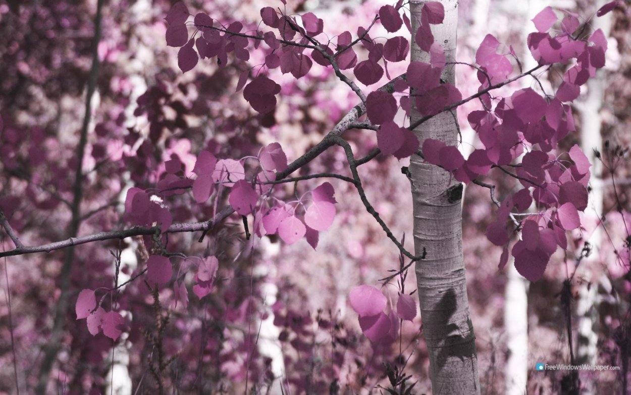 Скумпия Кожевенная Рубрифолиус