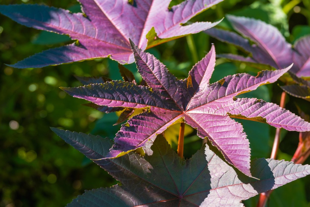 Дерево Беренбейн бордовое