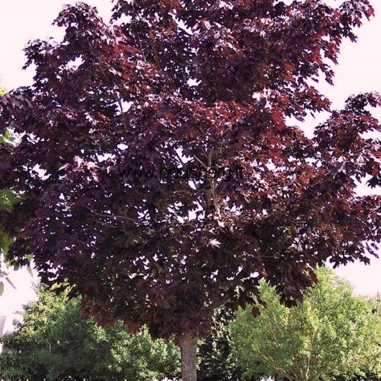 Краснолистник куст