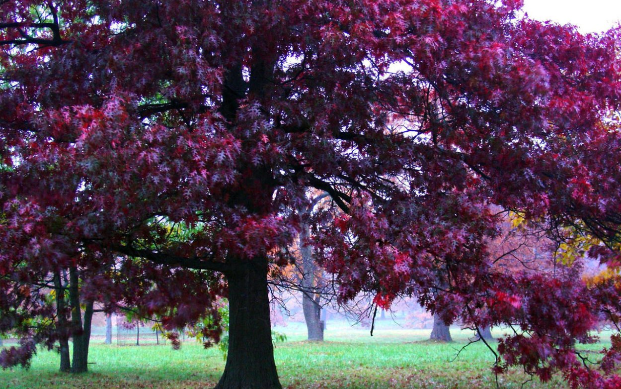 Лиловые листья осенью