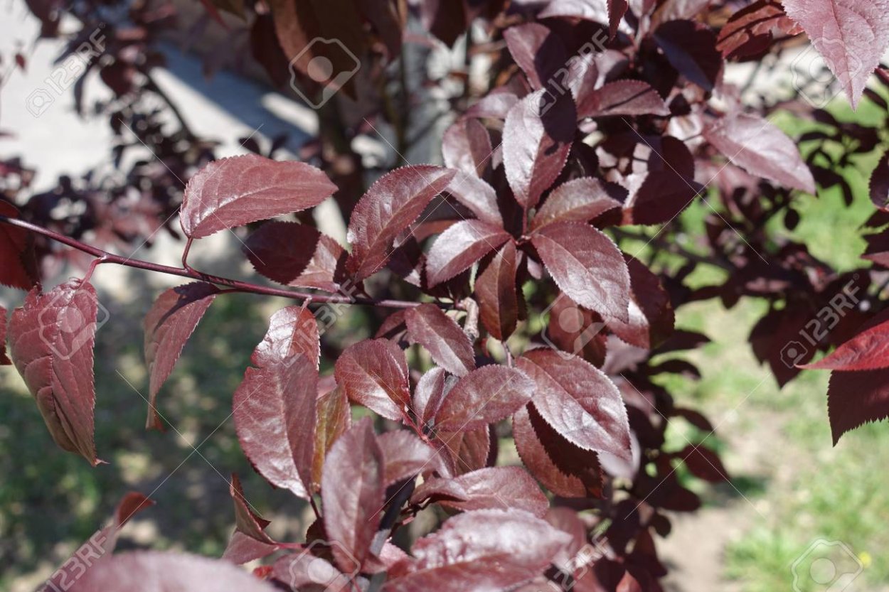 Традесканция Парпл Харт