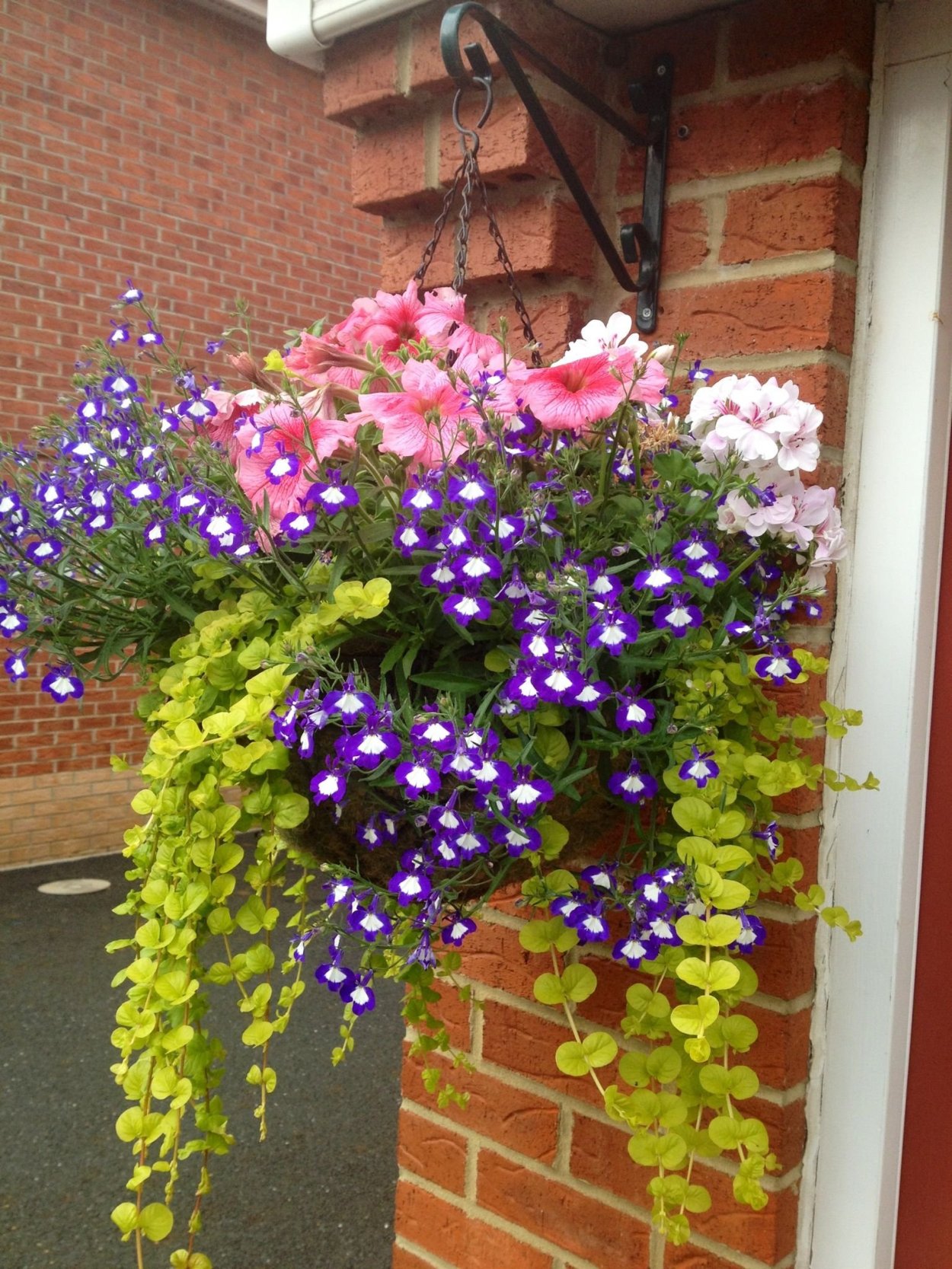 Дихондра ипомея батат