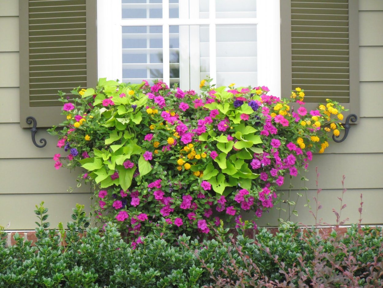 Ипомея батат колеус петуния