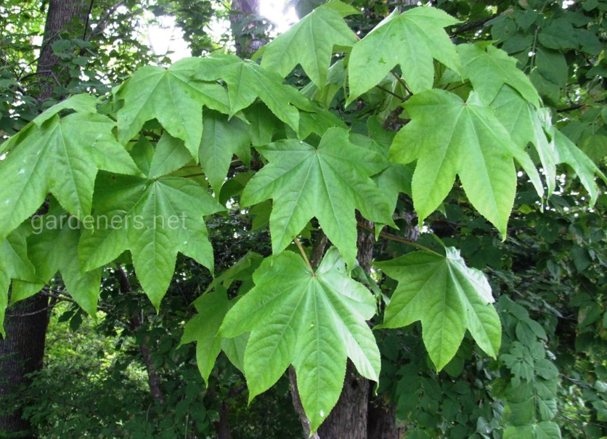 Калопанакс диморфант