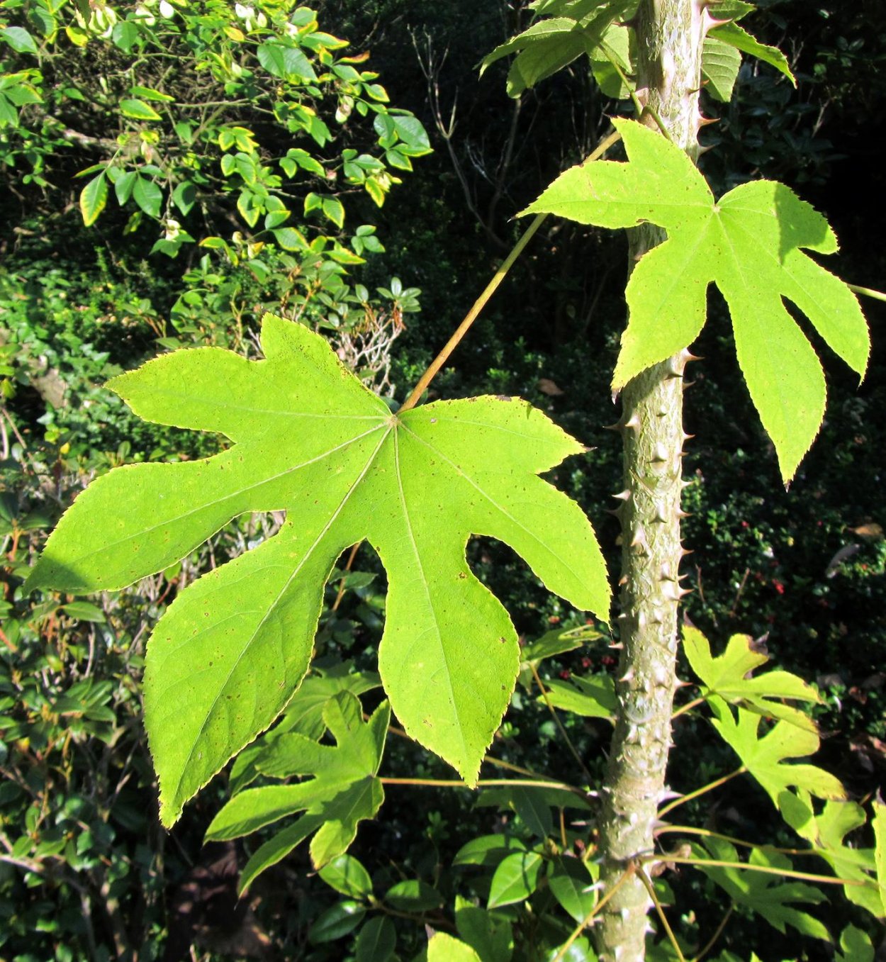 Калопанакс семилопастный, диморфант