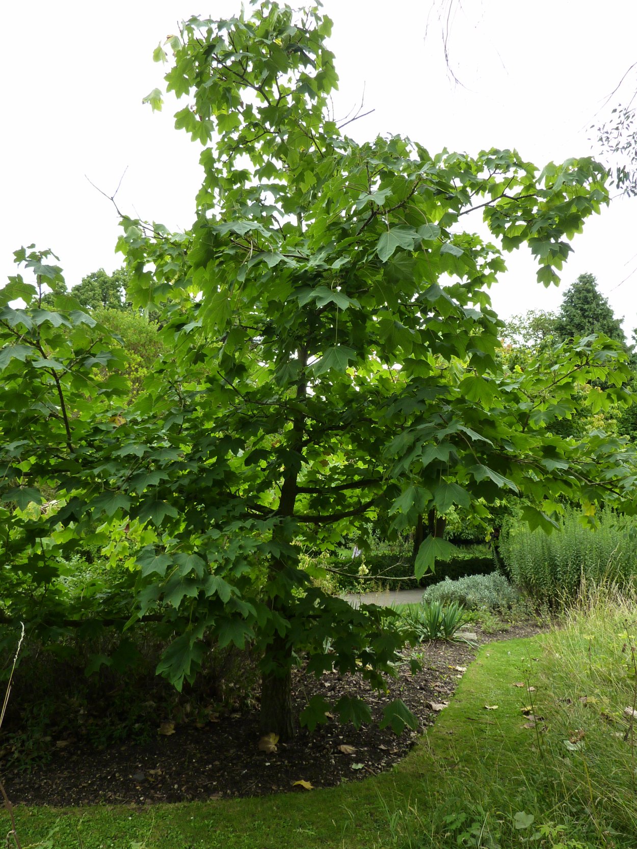 Диморфант дерево Приморский край