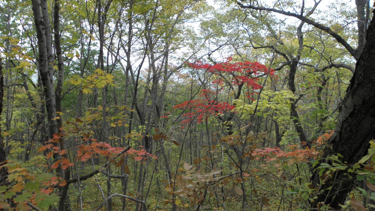 Омела паразит