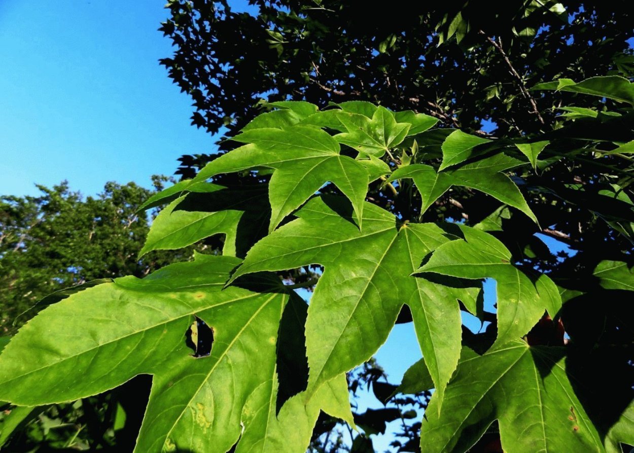 Калопанакс диморфант