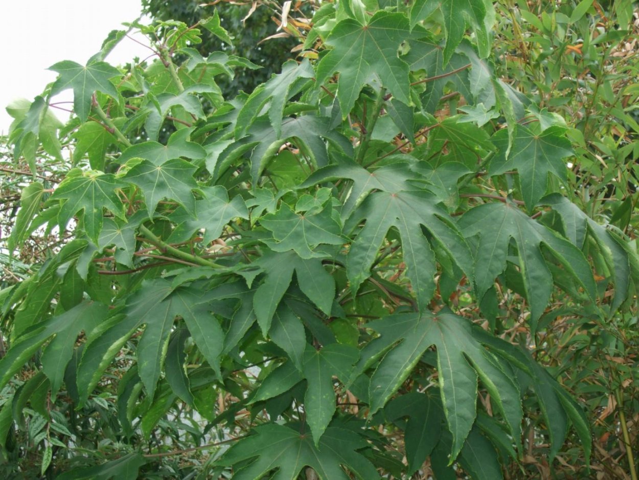 Диморфант дерево