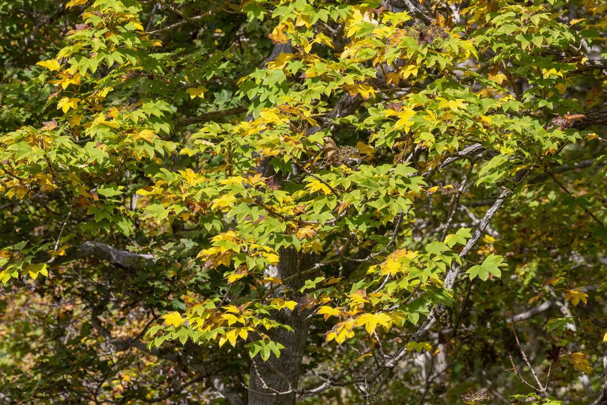 Аралия Дальневосточная