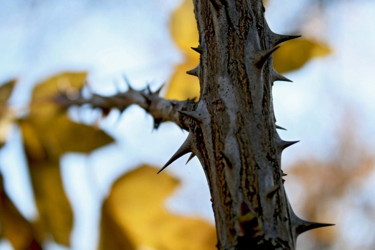 Липа мелколистная цветение