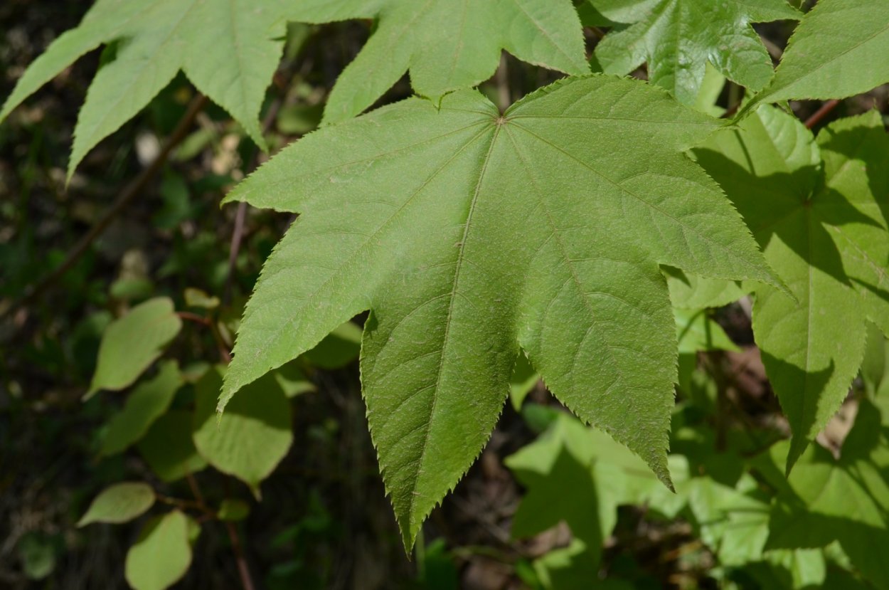 Калопанакс диморфант