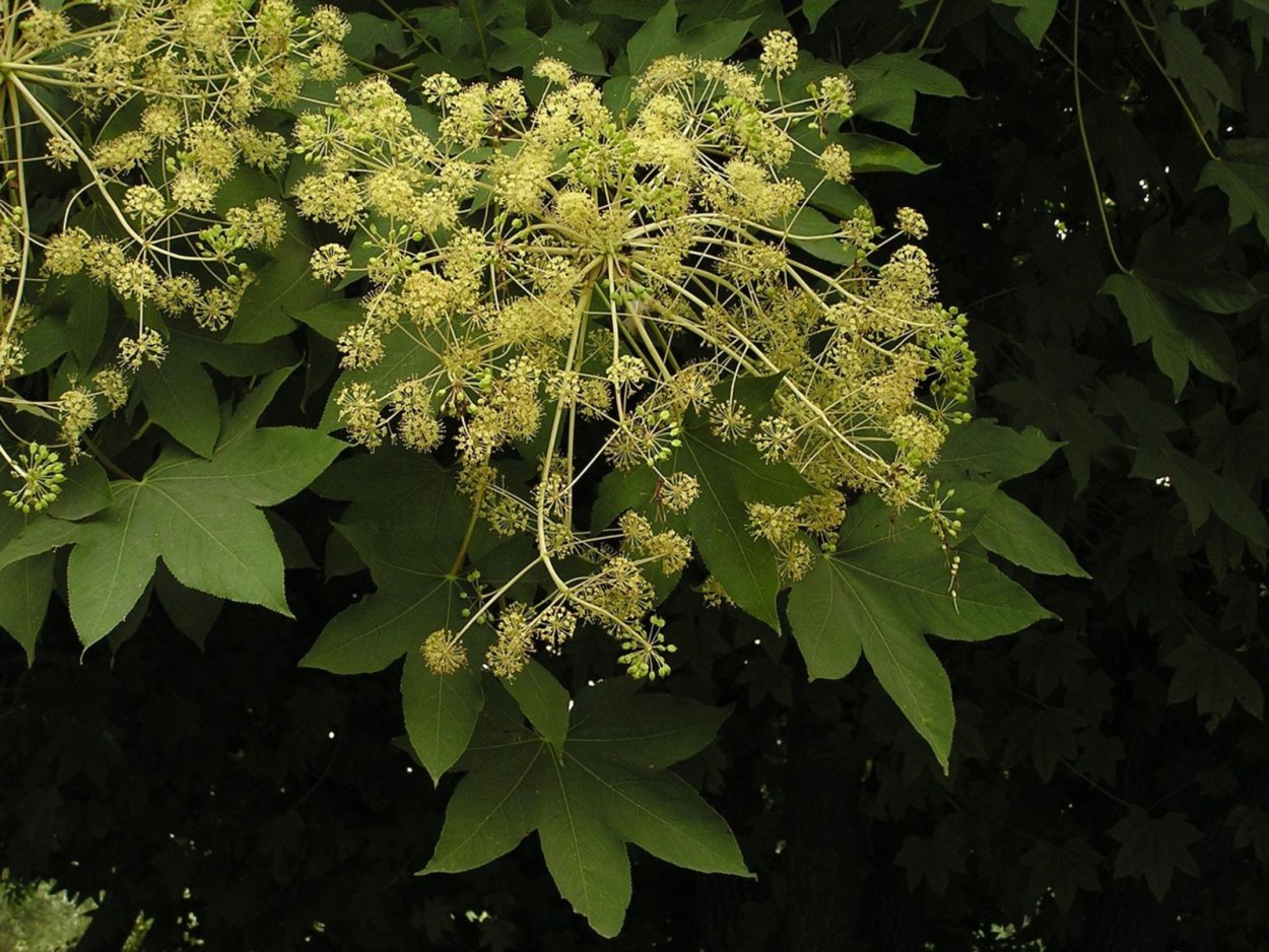 Калопанакс семилопастной