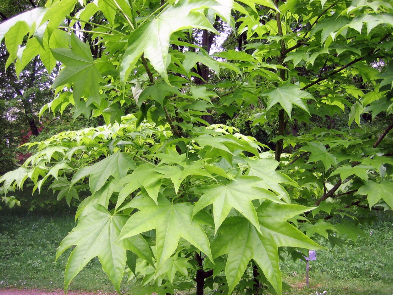 Диморфант Аралия маньчжурская