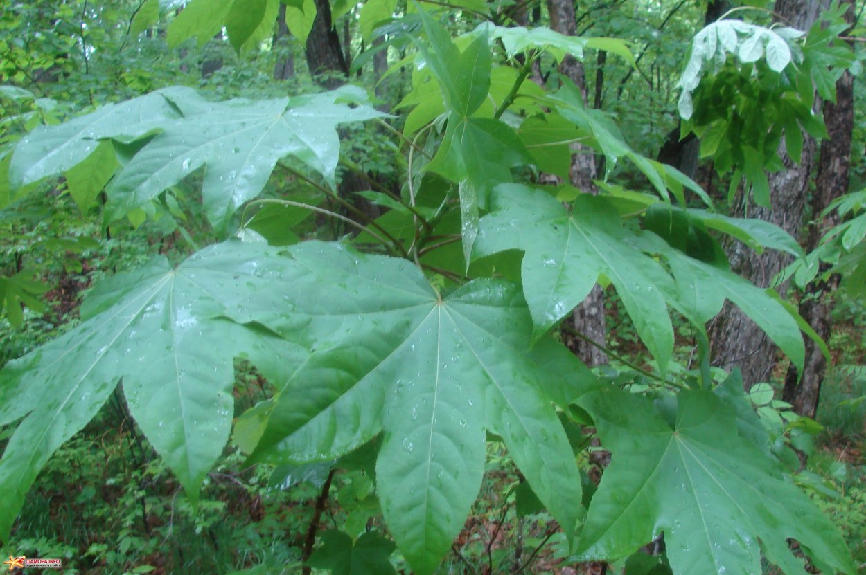 Диморфант калопанакс Дальневосточный