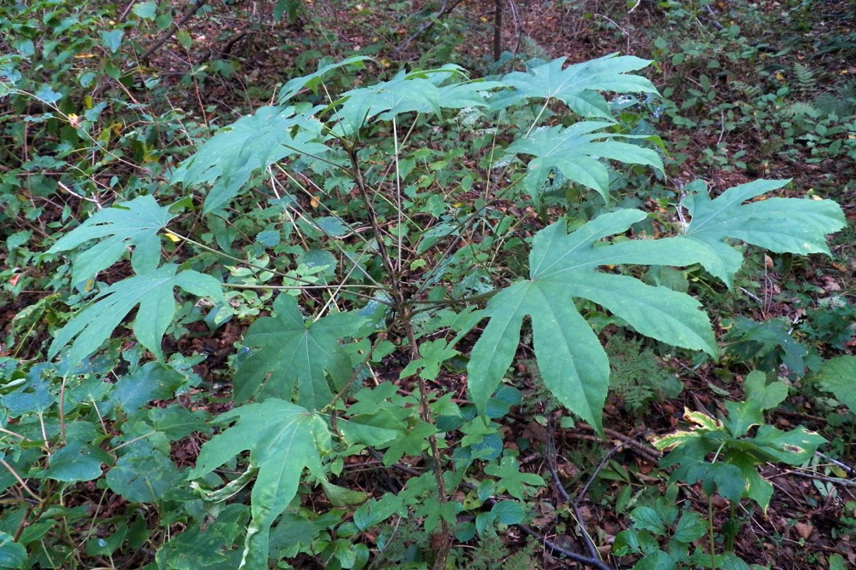 Калопанакс семилопастный Приморье