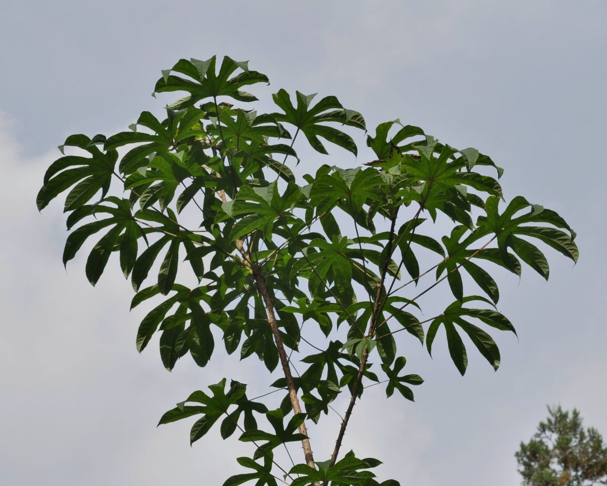 Клён зеленокорый, клён-липа