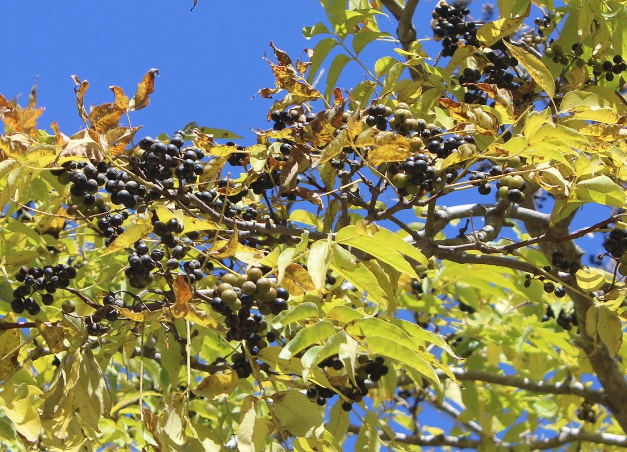 Бархат Амурский -Phellodendron amurense