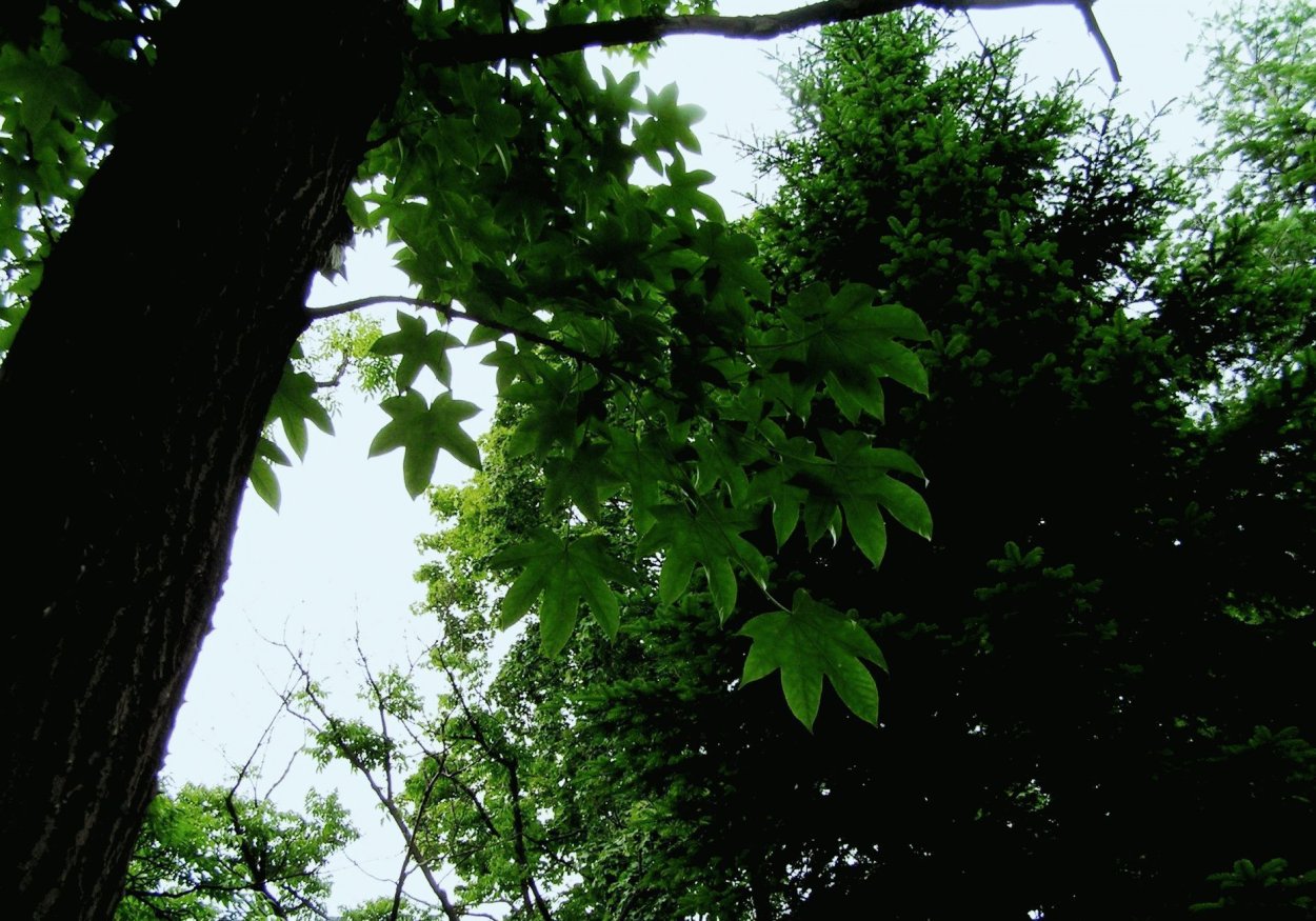 Калопанакс диморфант