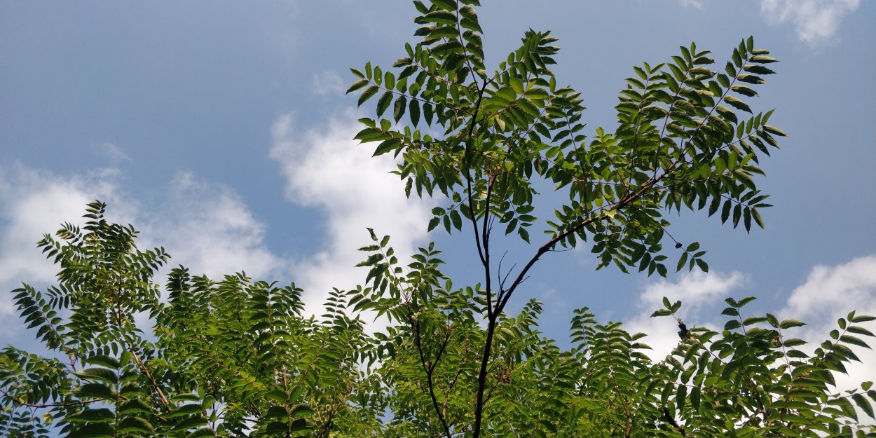 Клен мелколистный моно