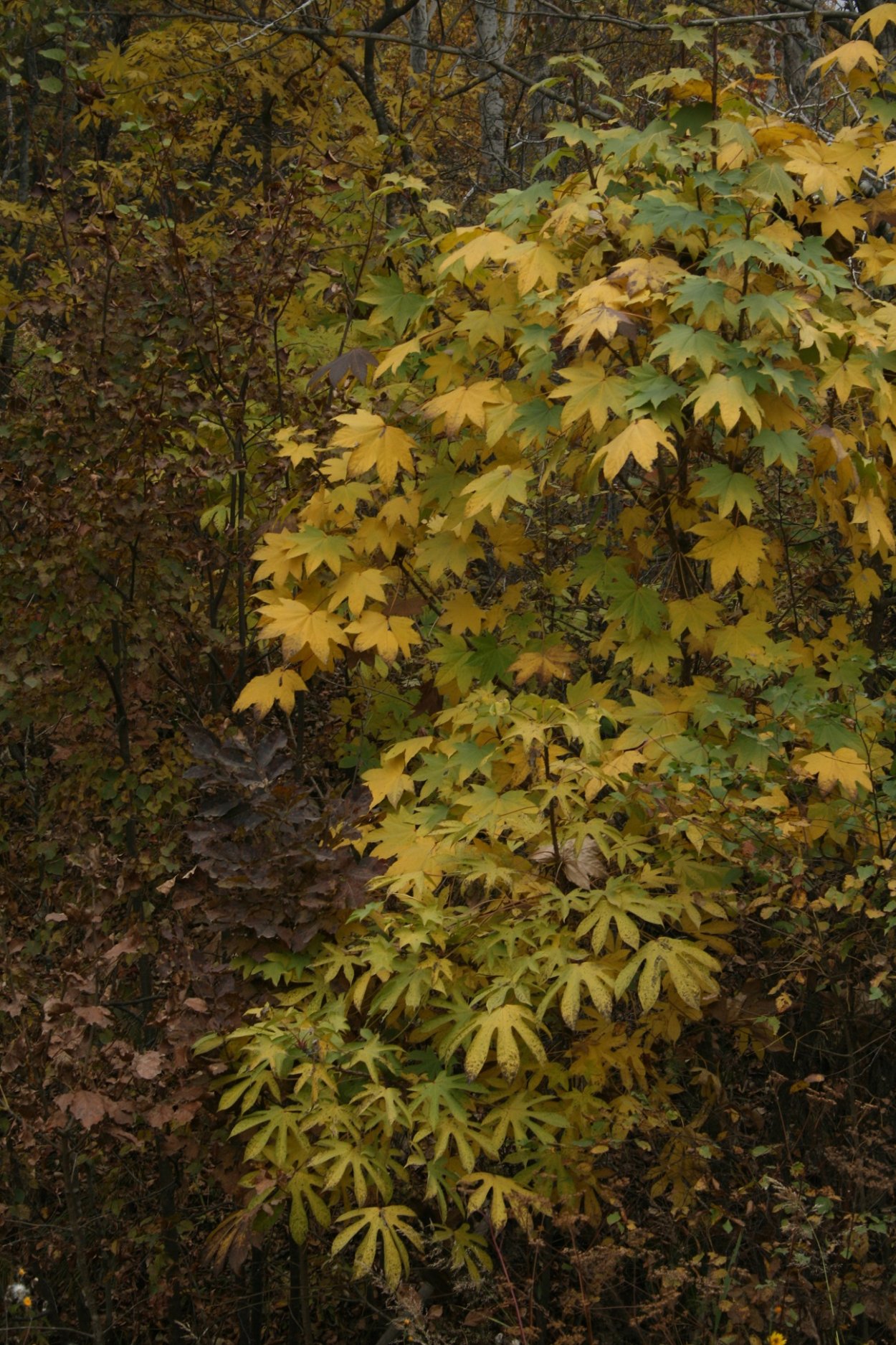 Аралия и диморфант