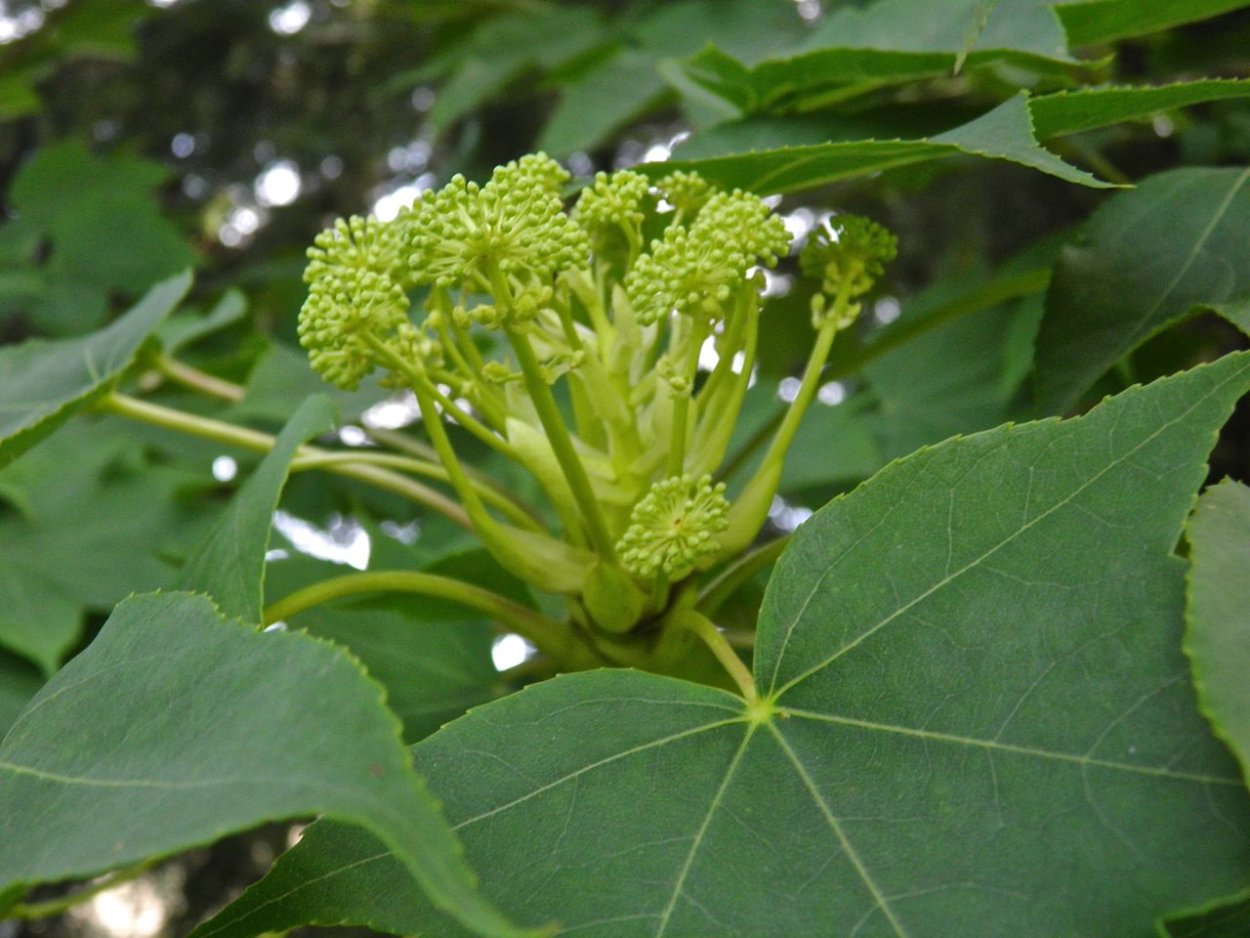 Диморфант саженцы купить