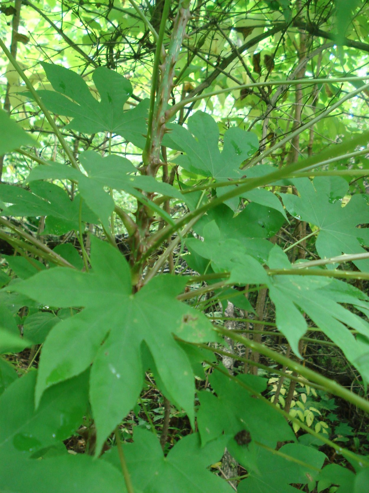 Молодой диморфант осенью