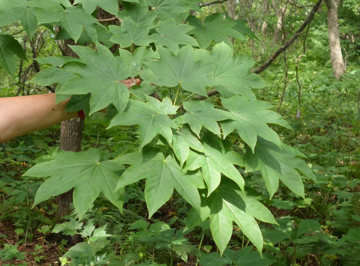 Диморфант семилопастный