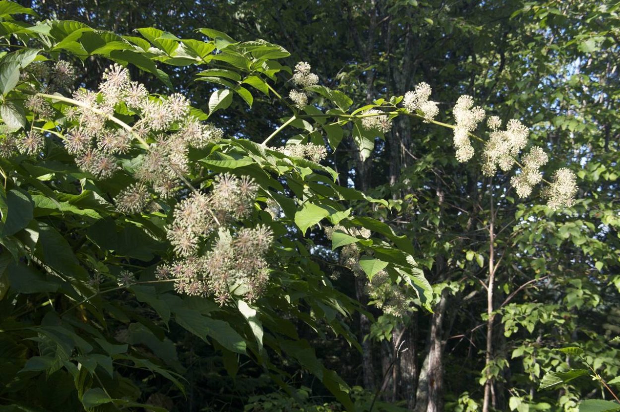 Ясень маньчжурский Fraxinus mandshurica