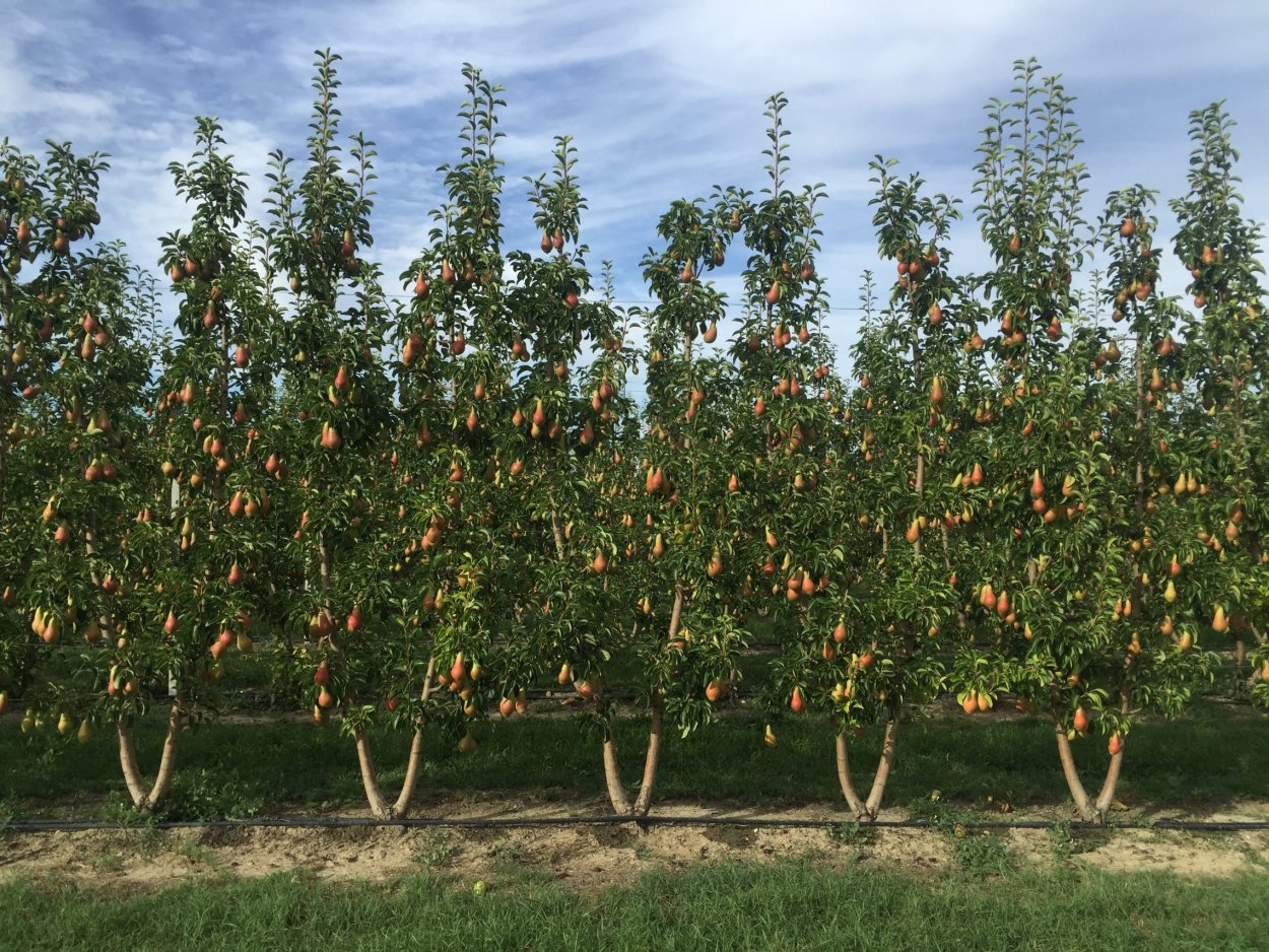 Груша колоновидная Кармен