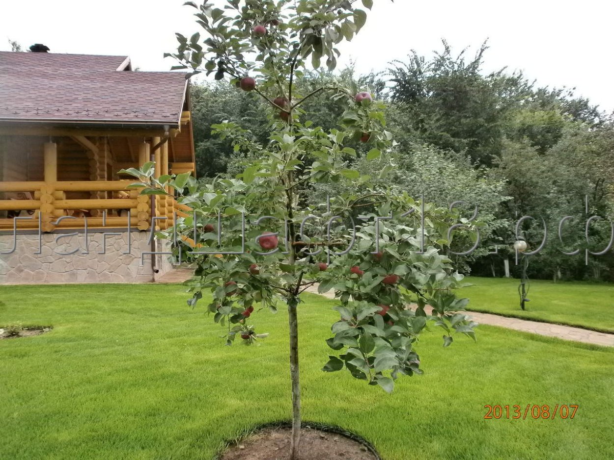 Яблони на маленьком участке