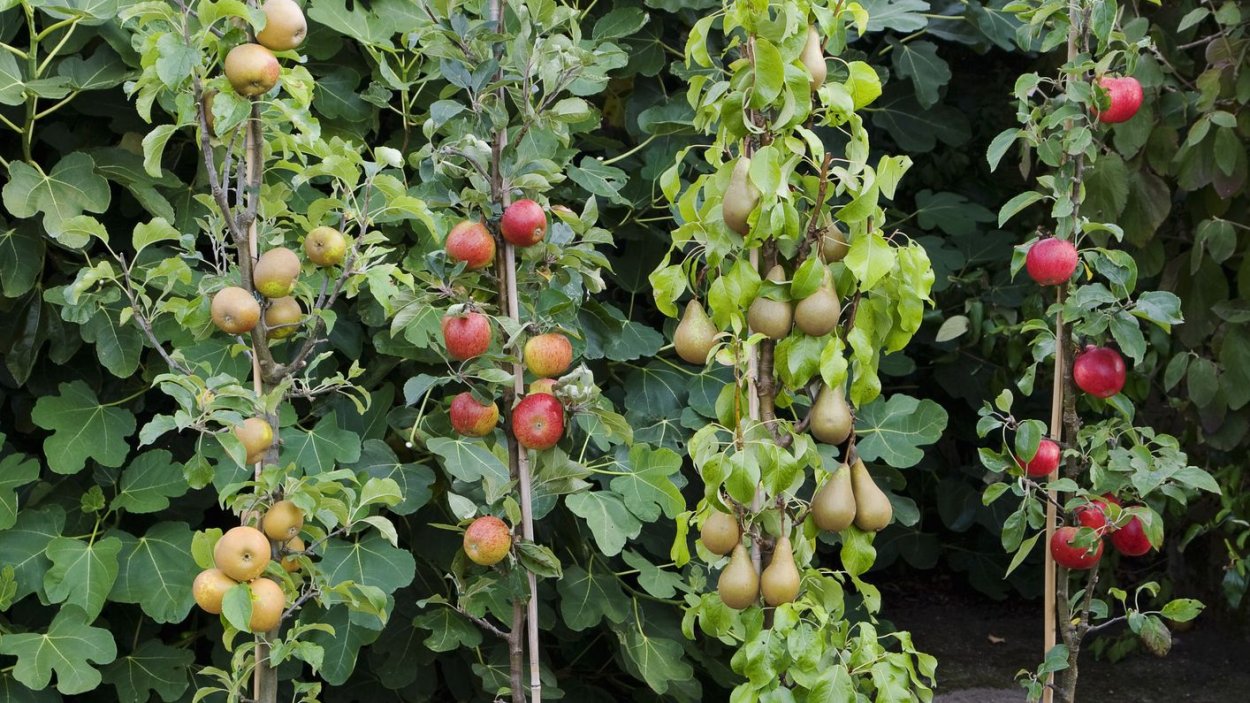 Когда сажать колоновидные деревья на даче