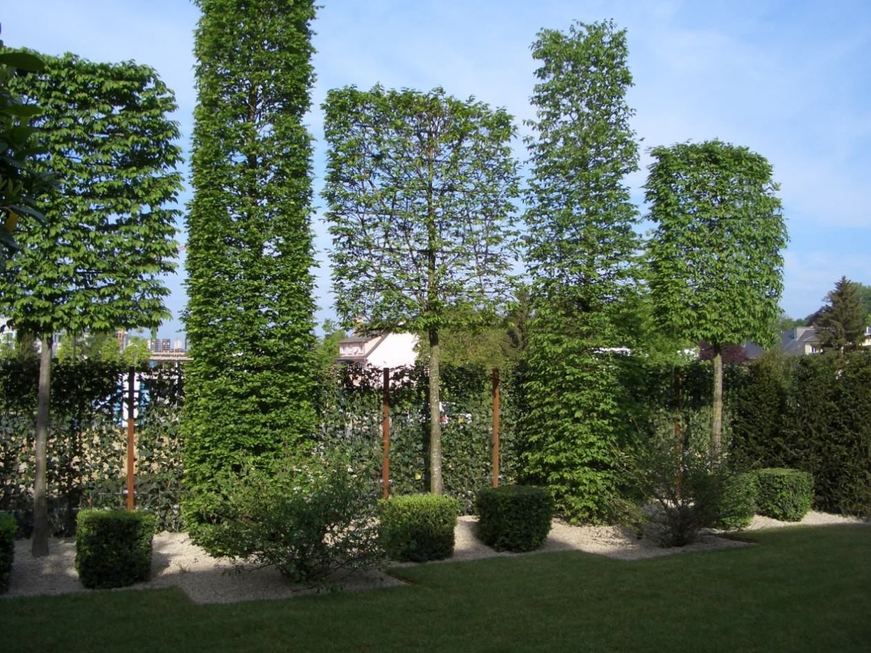 Шпалерная Живая изгородь