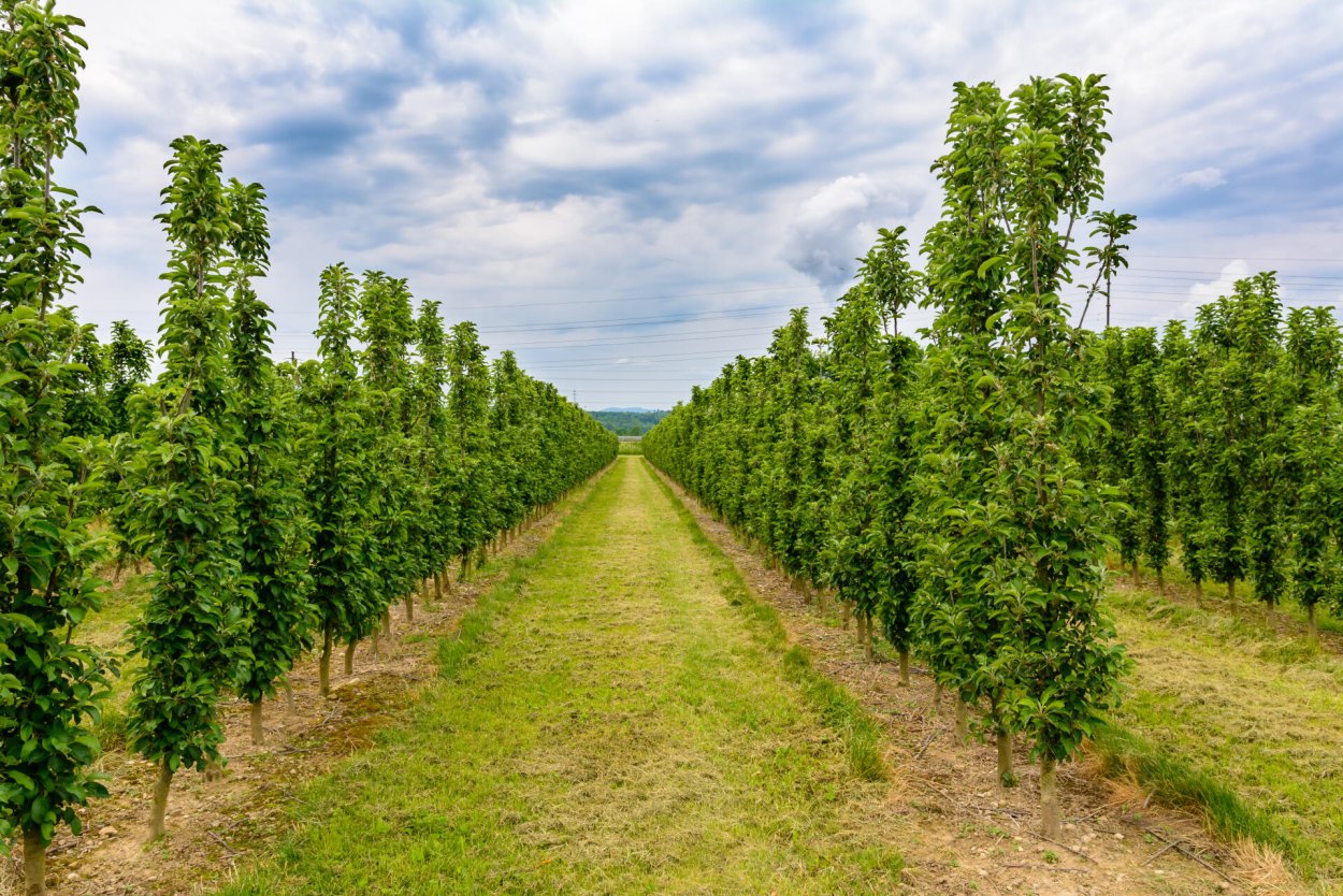 Колоновидные деревья поля