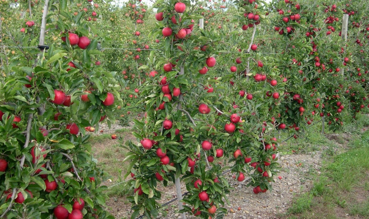 Колоновидная яблоня саженец