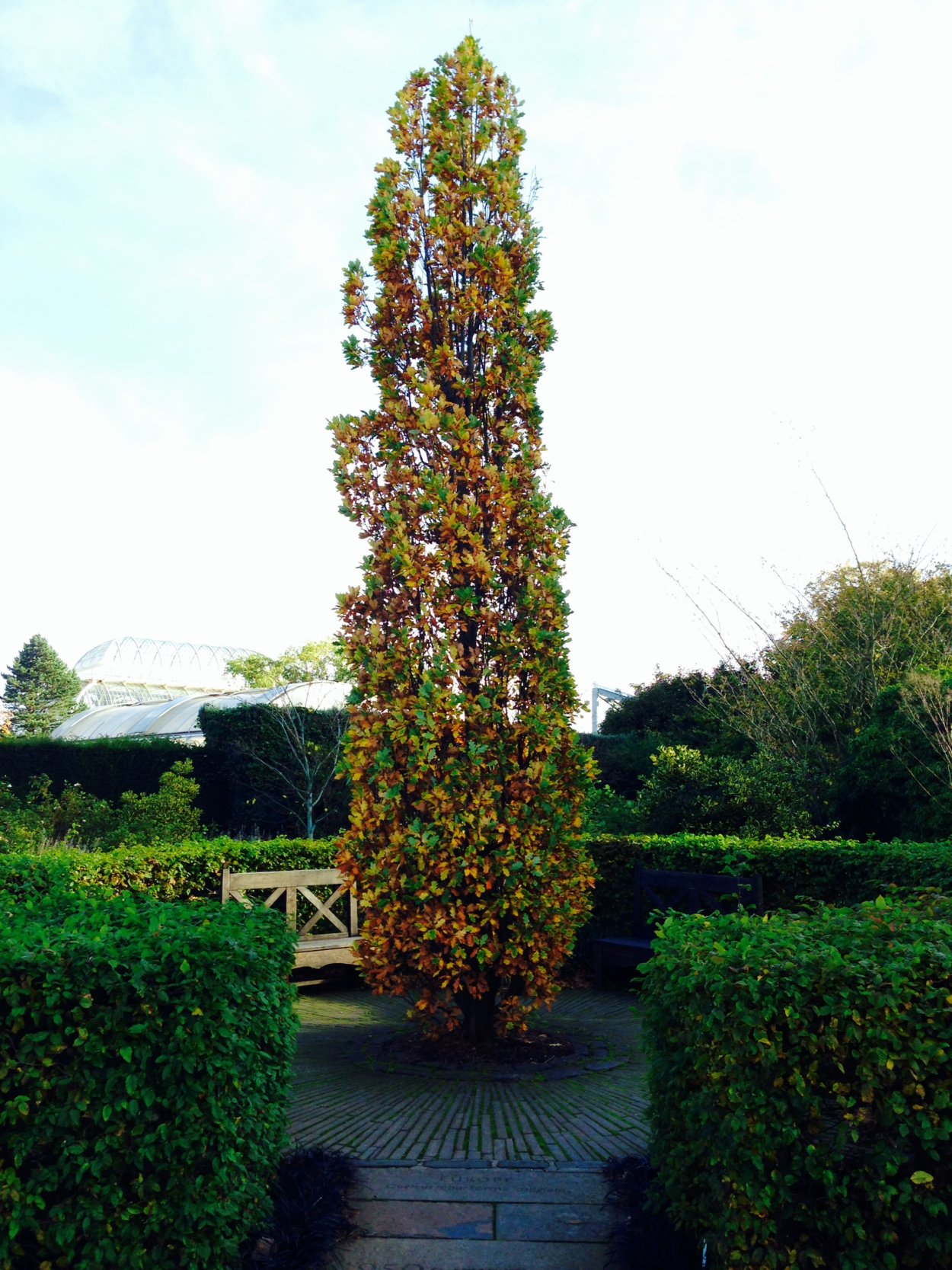 Дуб черешчатый колоновидный