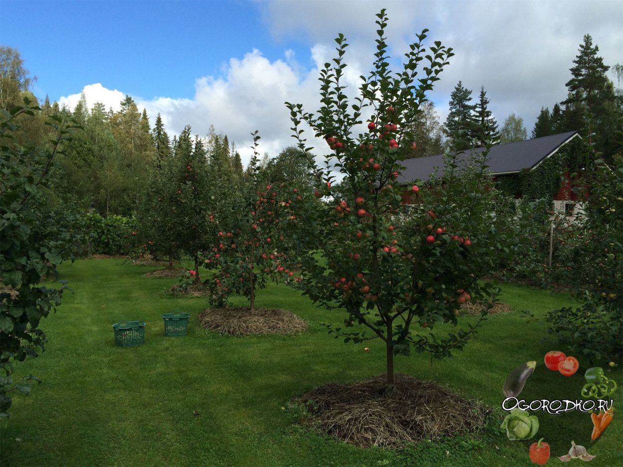 Плодоаый деревья на участке