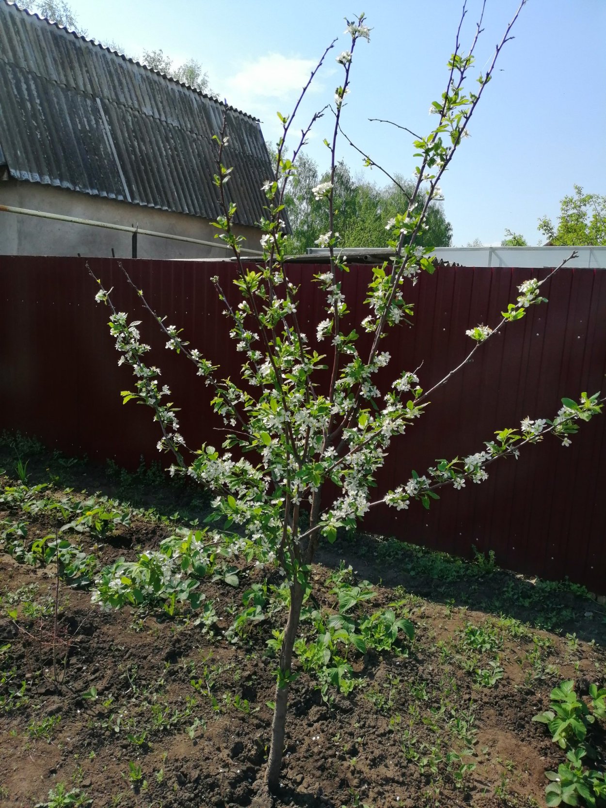 Колоновидные яблони в ландшафтном дизайне