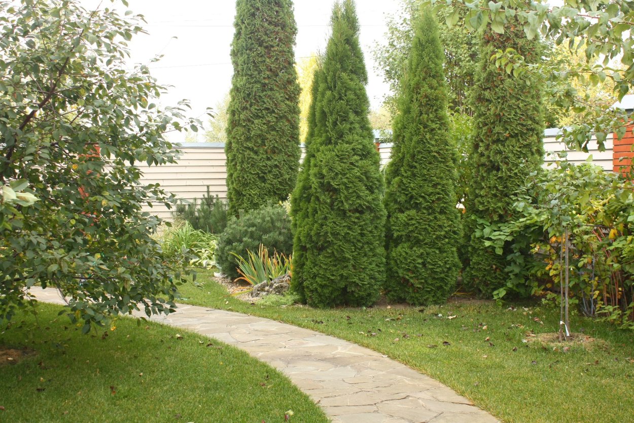 Туя Смарагд вдоль забора