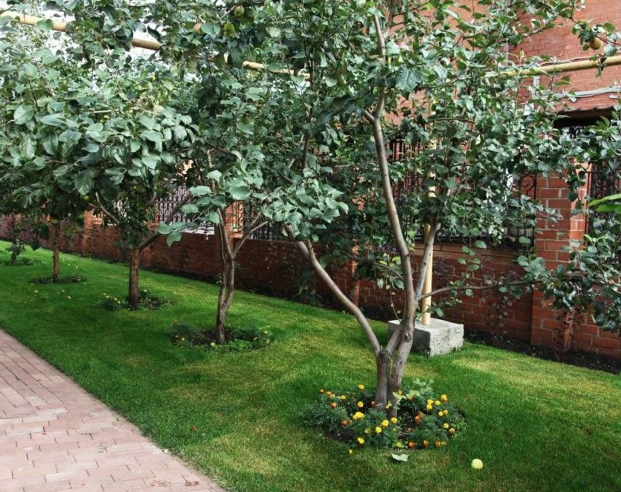 Яблоня Ягодная изгородь