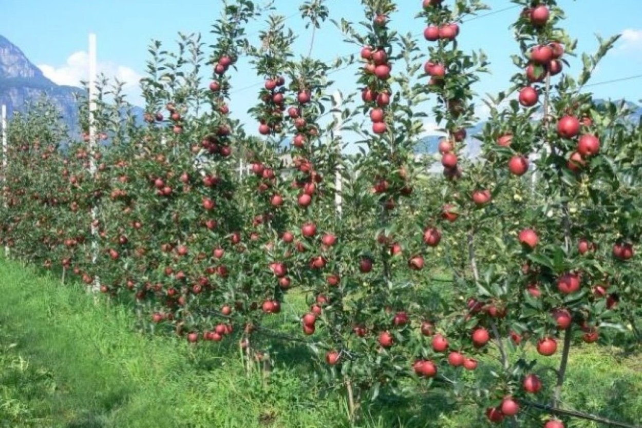 Яблоня Лобо колоновидная