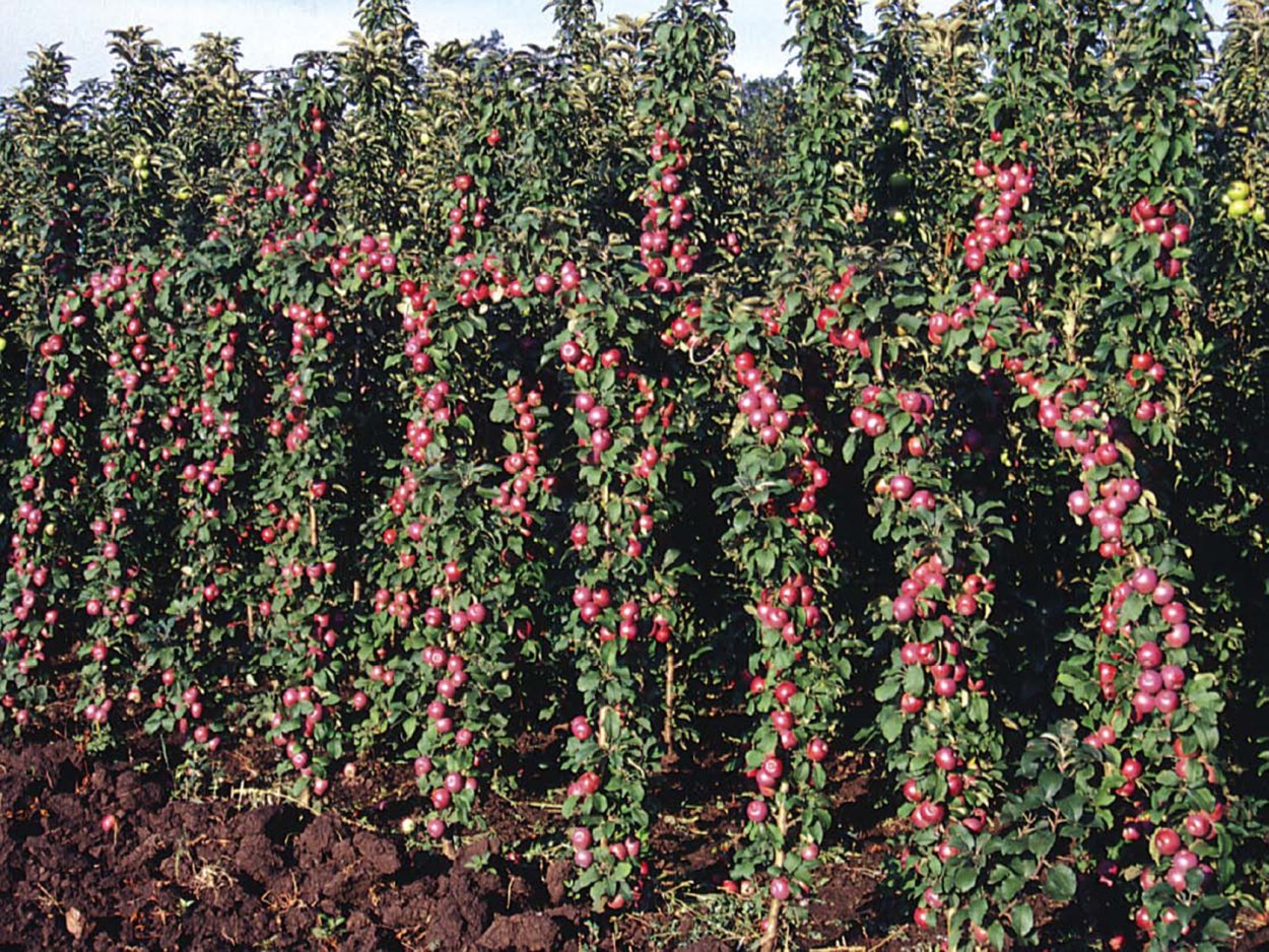 Останкино сорт колоновидной яблони