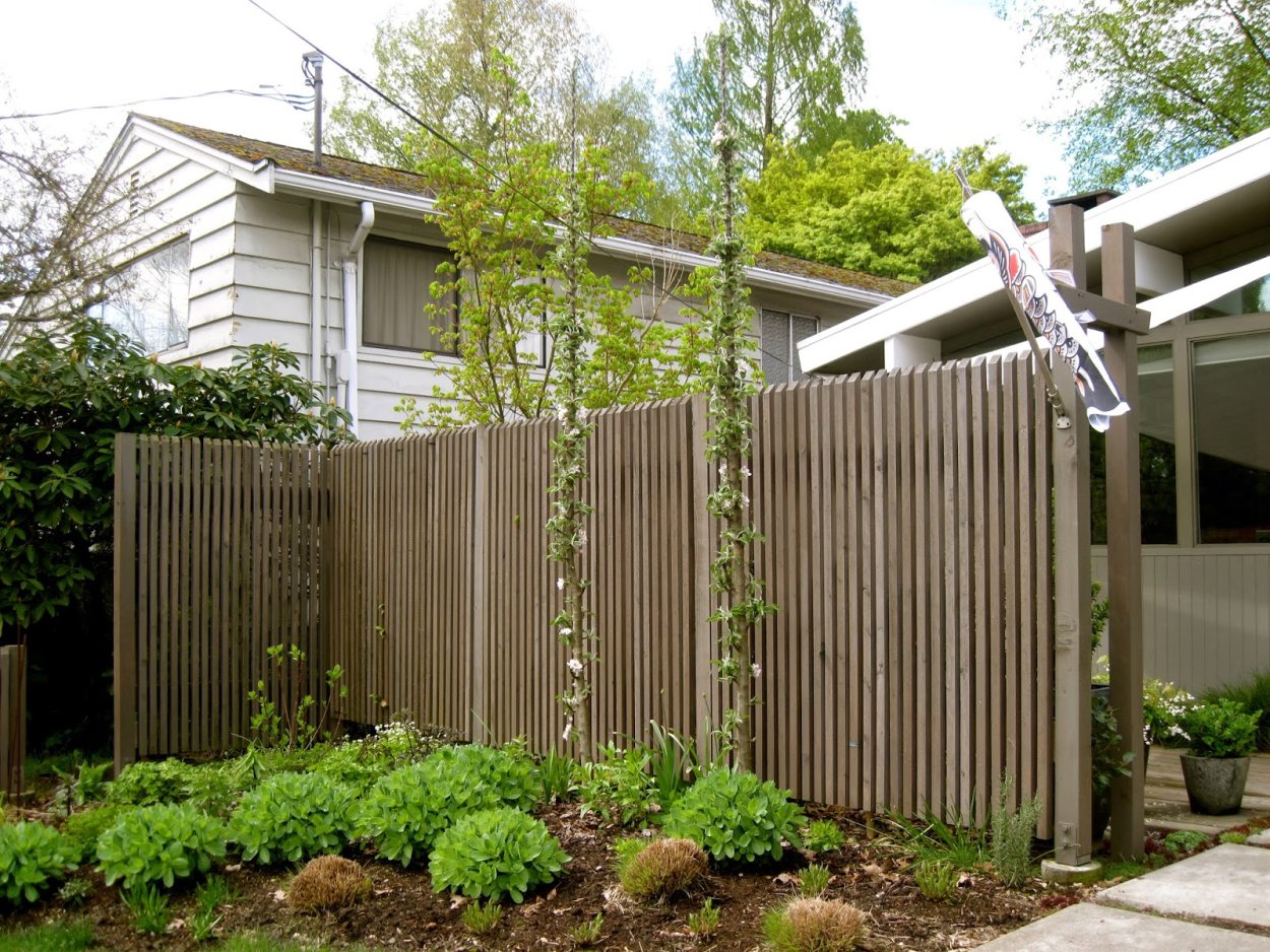 Колоновидные яблони вдоль забора