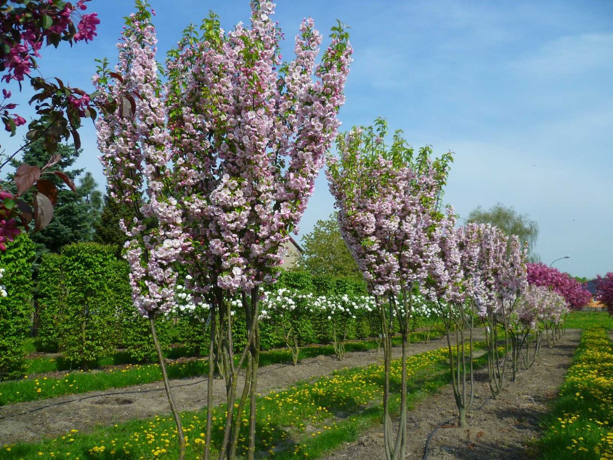 Malus (яблоня) 'van Eseltine'