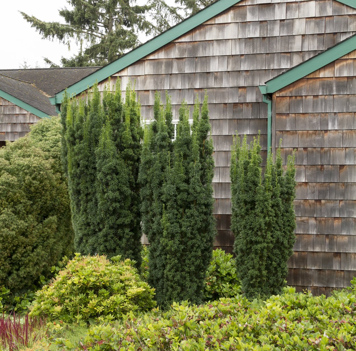 Тис Фастигиата изгородь