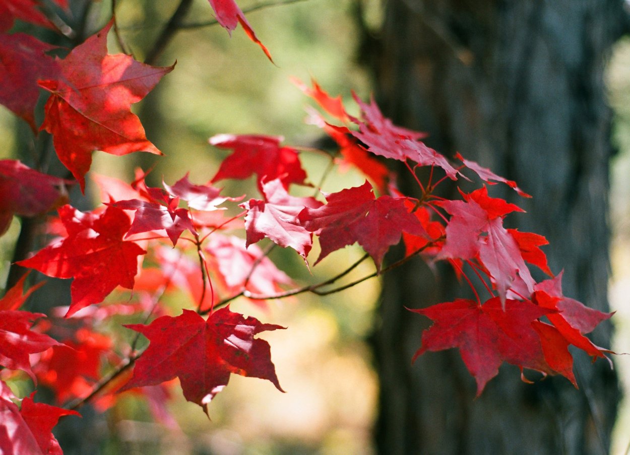 Клён канадский мелколистный