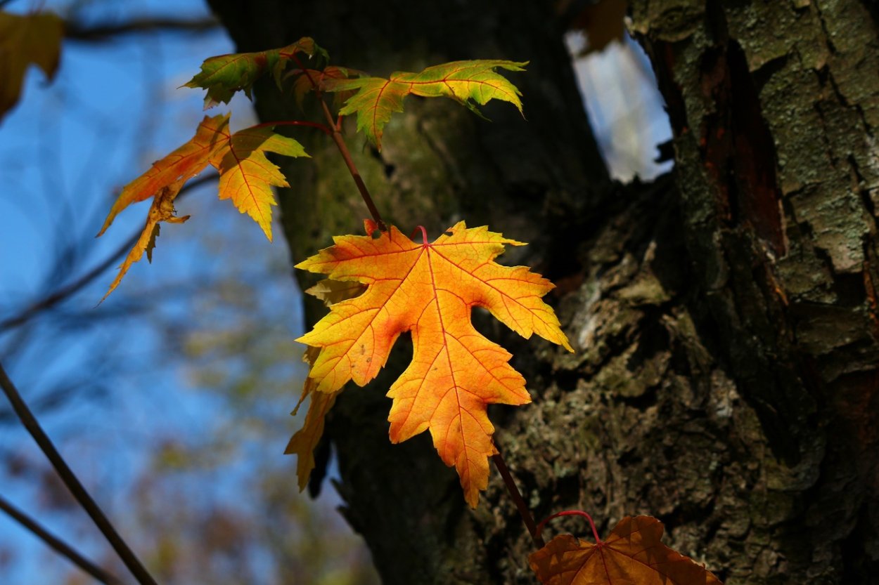 Клен канадский остролистный