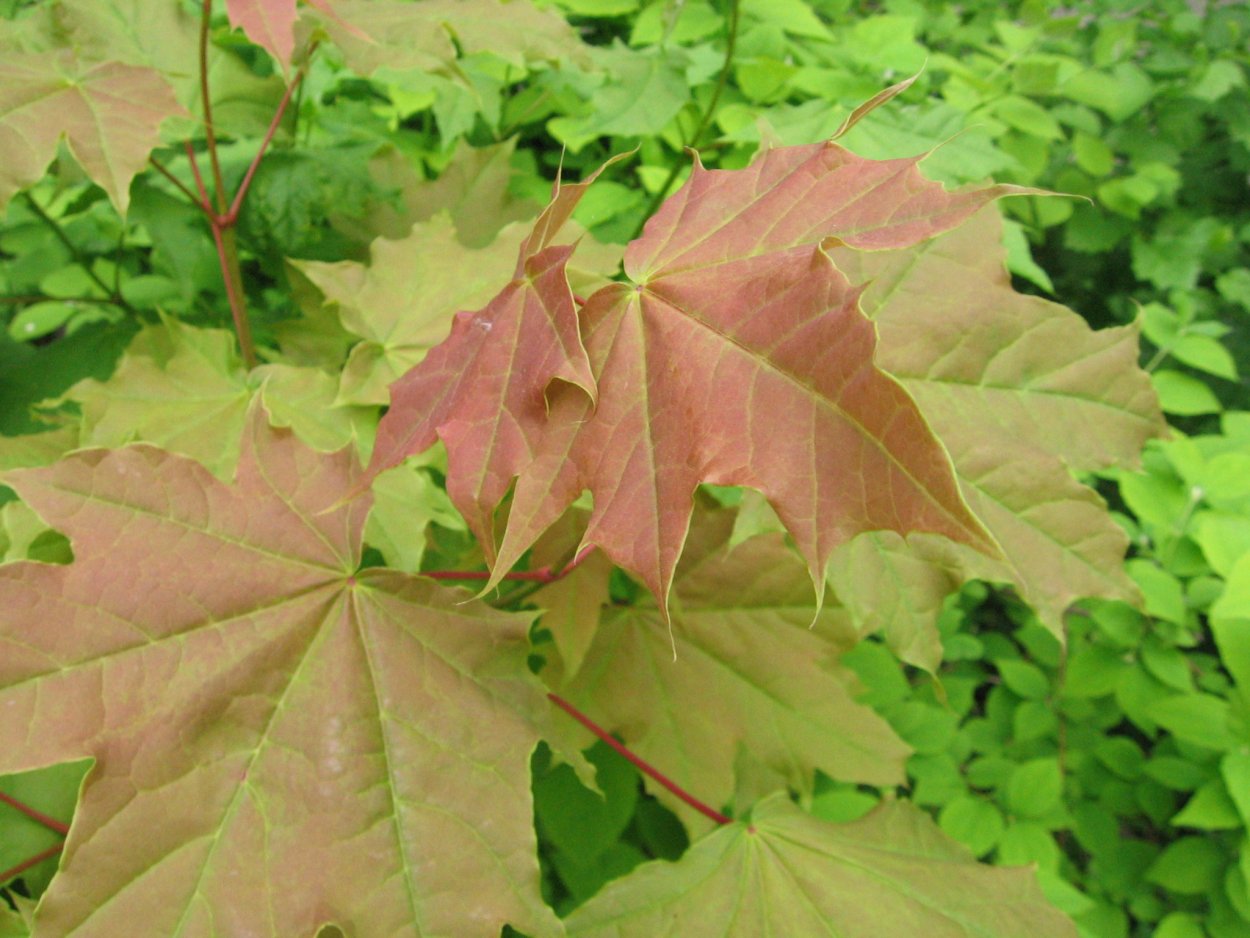 Quercus rubra (дуб красный) 'Aurea'