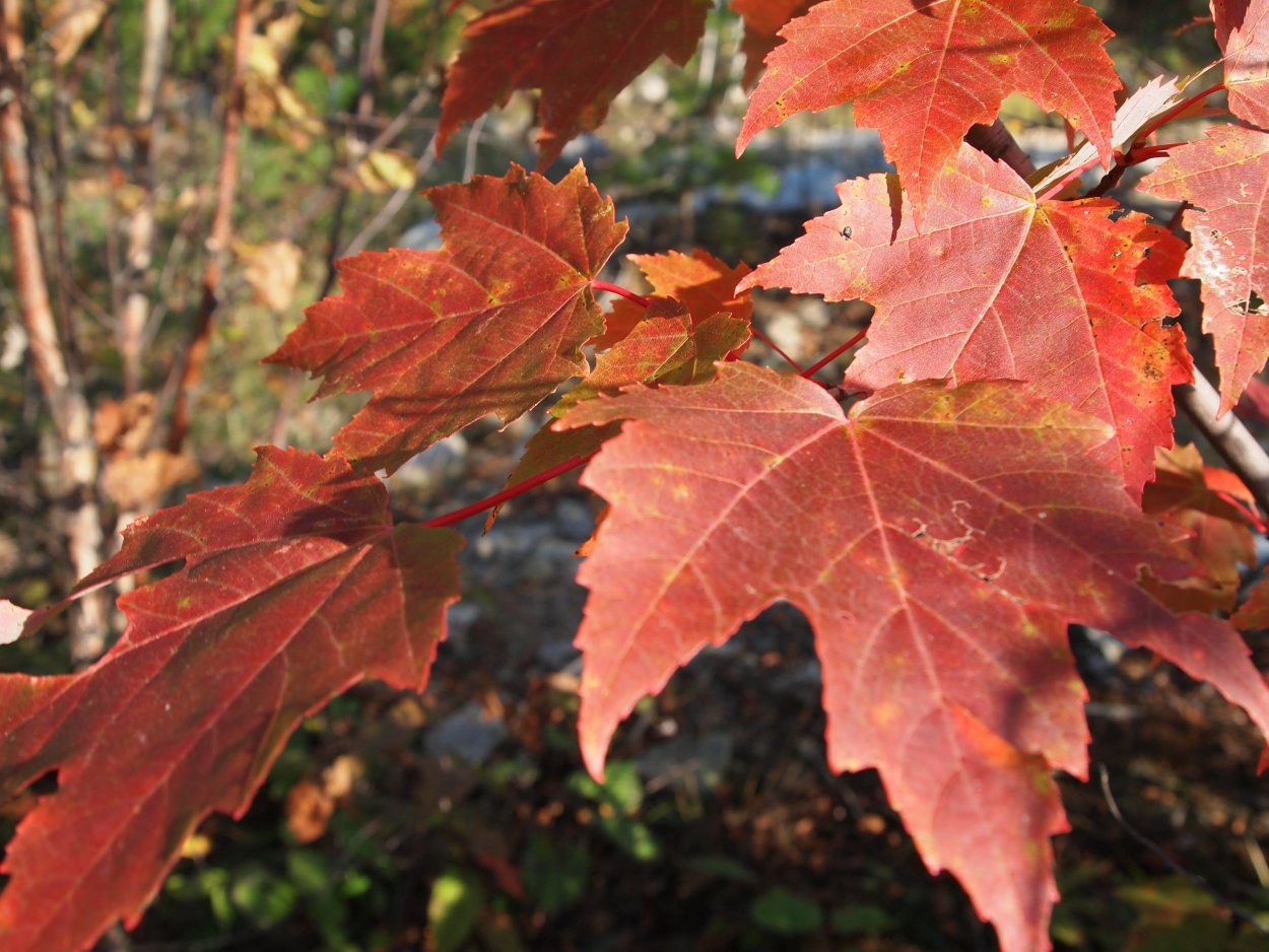 Acer rubrum 'October Glory'
